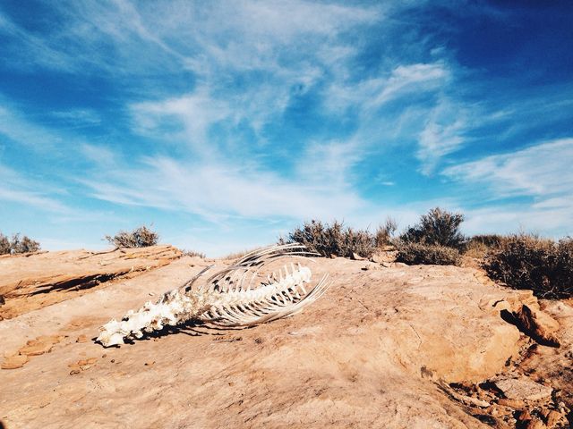 Animal skeleton in the desert