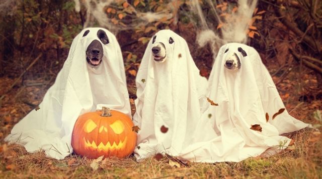 spookydogs