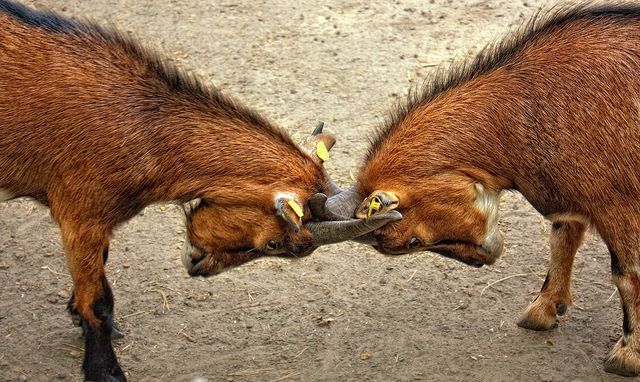 Picture of Goats headbutting