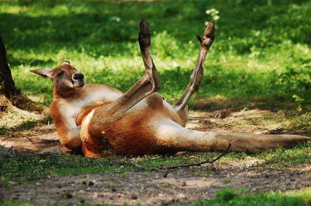 Kangaroo laying down