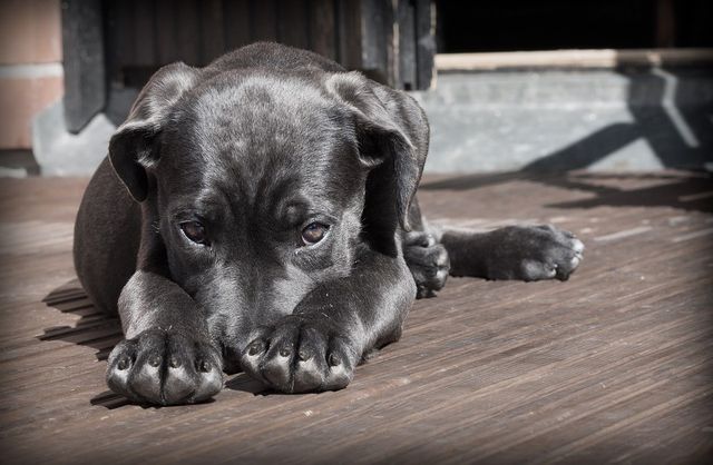 Labrador puppy