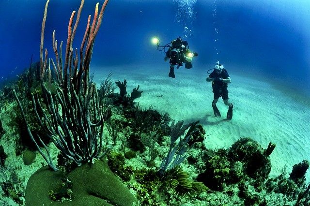 Scuba Divers