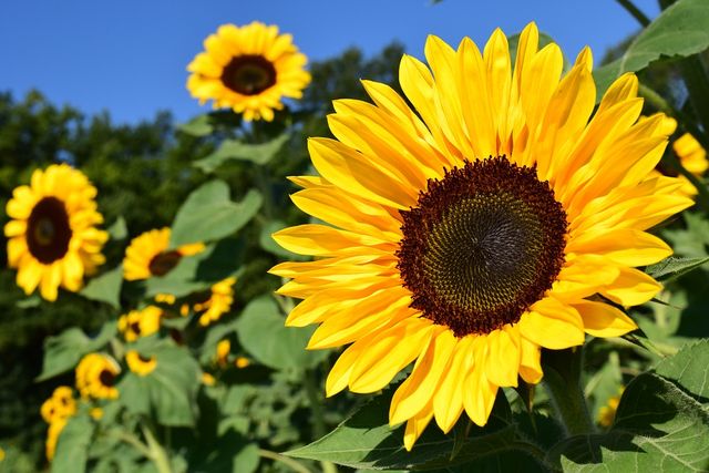 Sunflowers