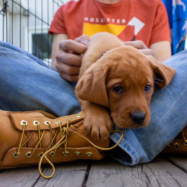 Pet leave in Australian mining industry