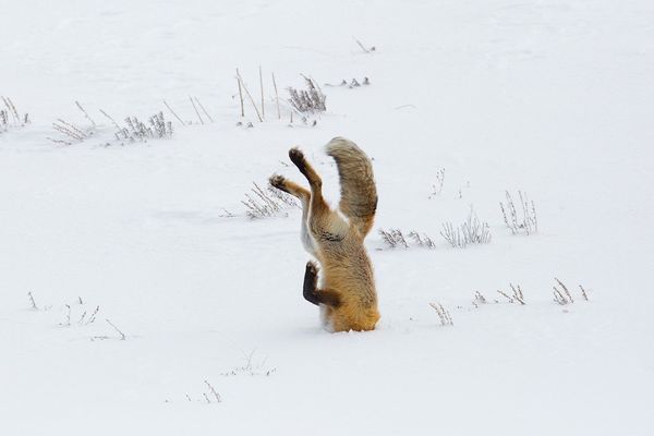 fox with her head in the snow