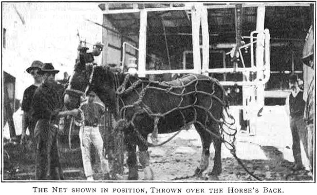 Horse covered with net