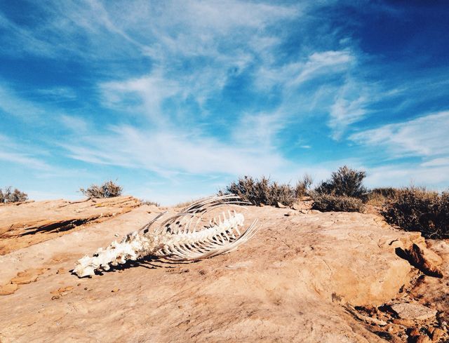 Animal skeleton in the desert