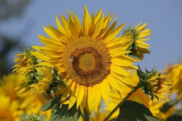 sun-flower