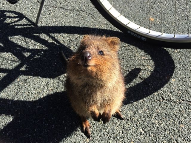 quokka