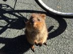 quokka