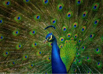 peacock