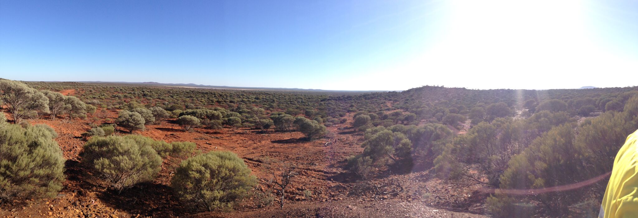 Outback WA with red dirt and low shrubs